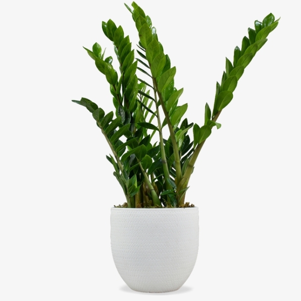 ZZ Plant