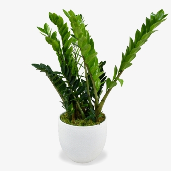 ZZ Plant