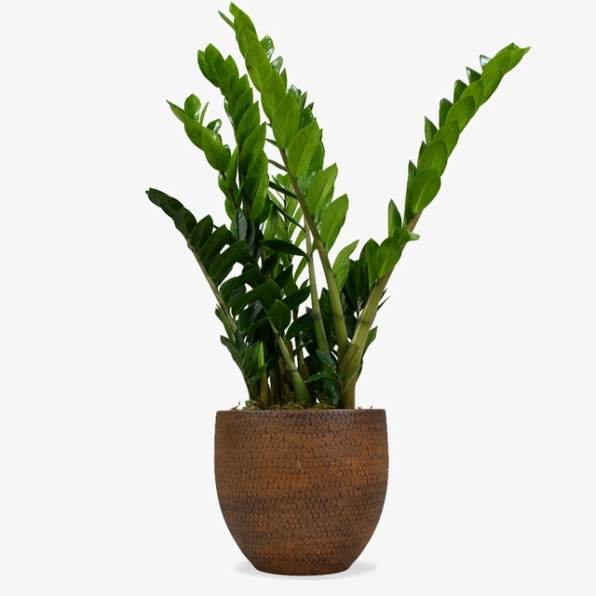 ZZ Plant