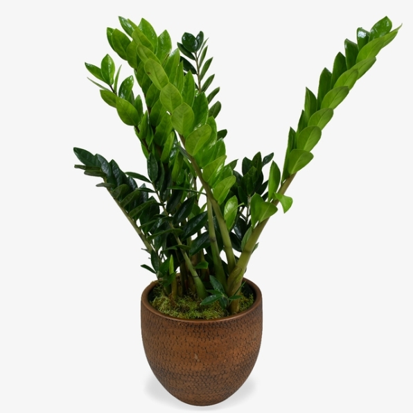 ZZ Plant