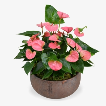 Flamingo Anthurium