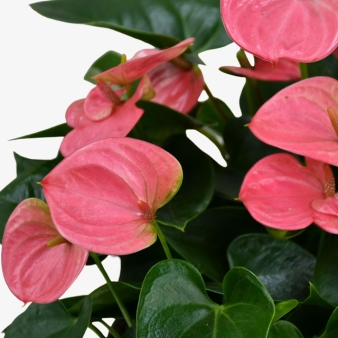 Flamingo Anthurium