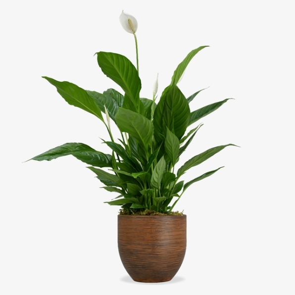 Peace Lily