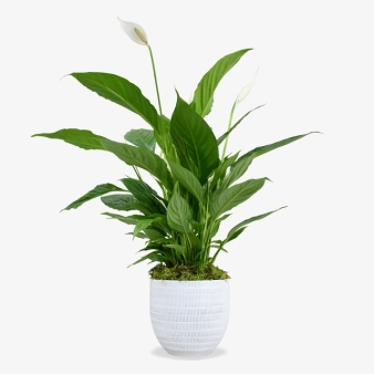 Peace Lily