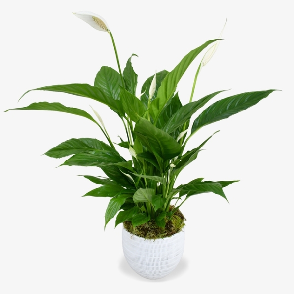 Peace Lily