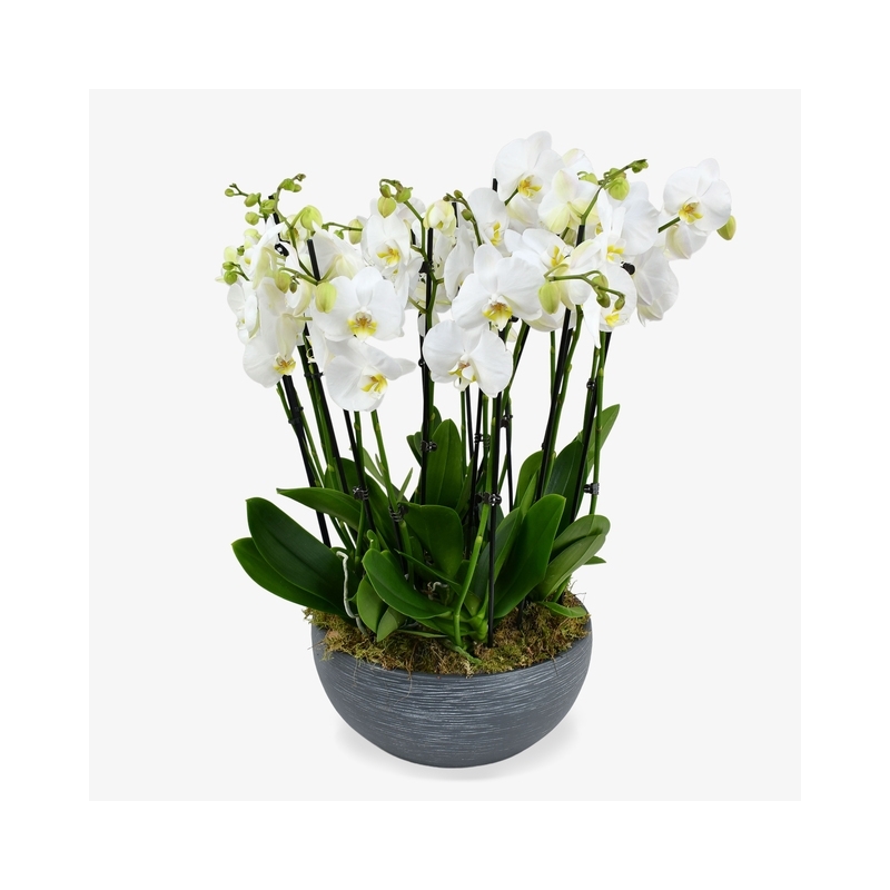 White Orchids