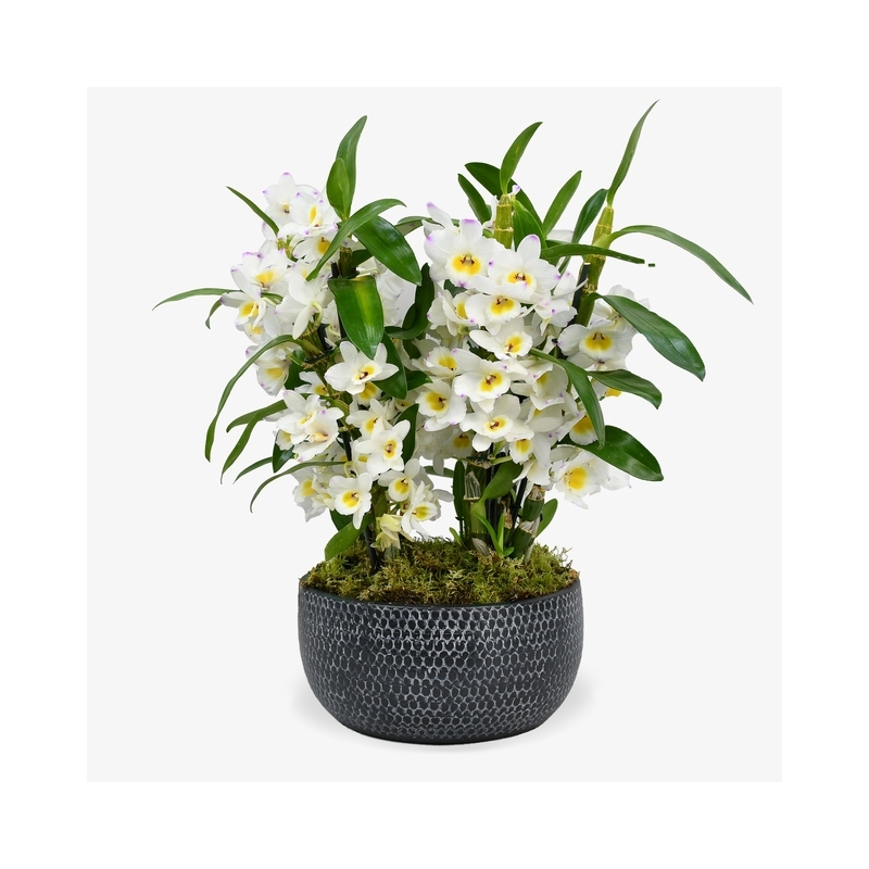 Dendrobium