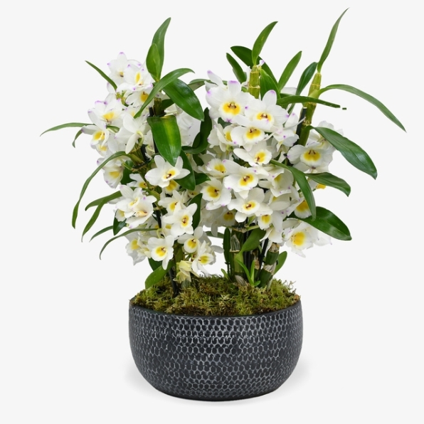 Dendrobium