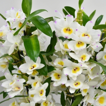 Dendrobium