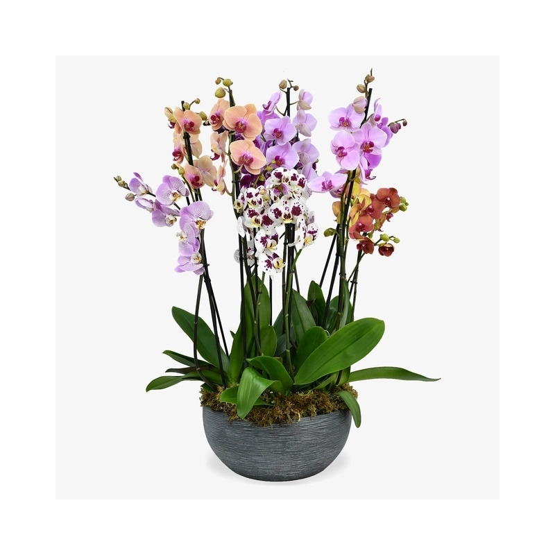 Surprise Me Orchids