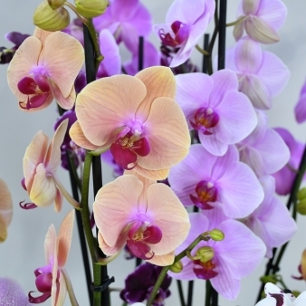 Surprise Me Orchids