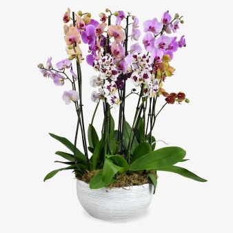 Surprise Me Orchids