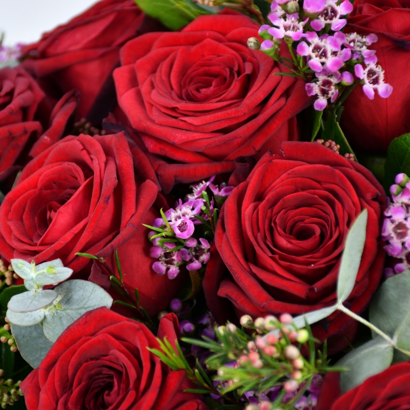 Dozen Red Rose | Valentine's Day| Moyses Stevens Flowers