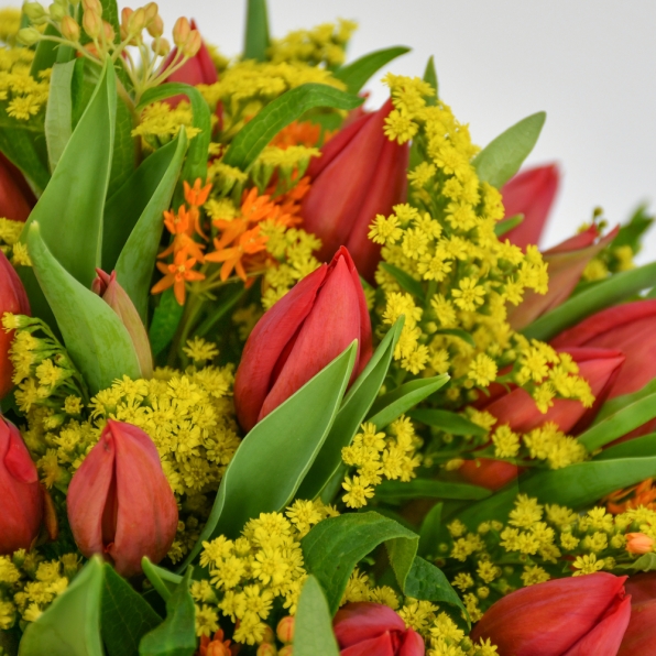 Red Tulip & Solidago