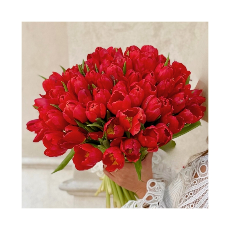 رومانسية التوليب | Tulip Romance