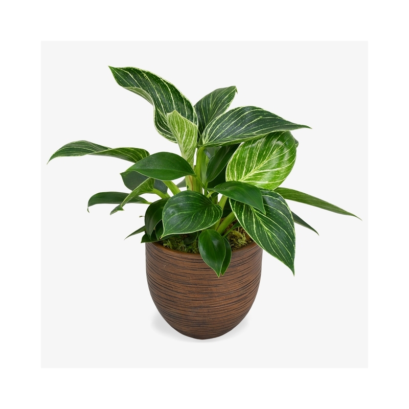 Philodendron