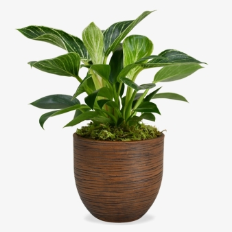 Philodendron