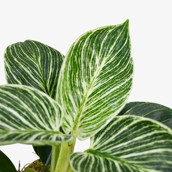 Philodendron