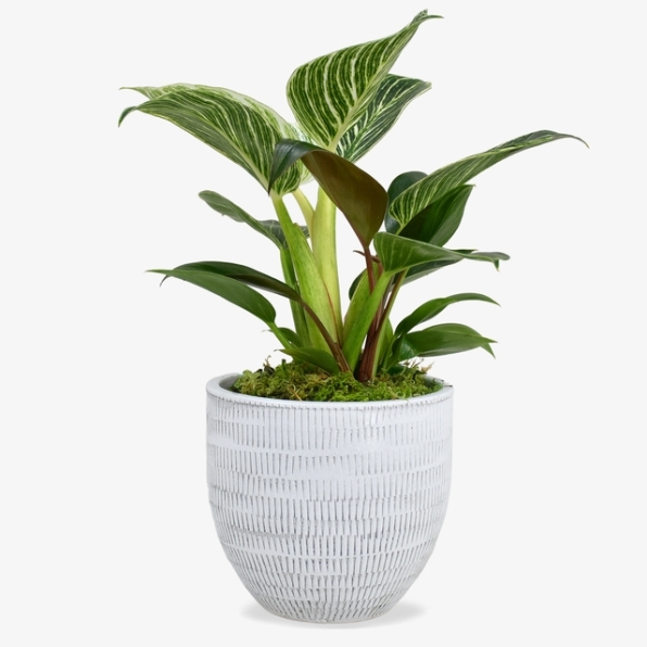 Philodendron